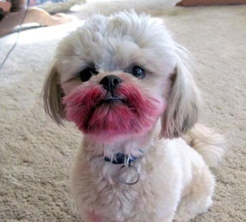 狗翻白眼搞笑图片,笑料横生萌态十足